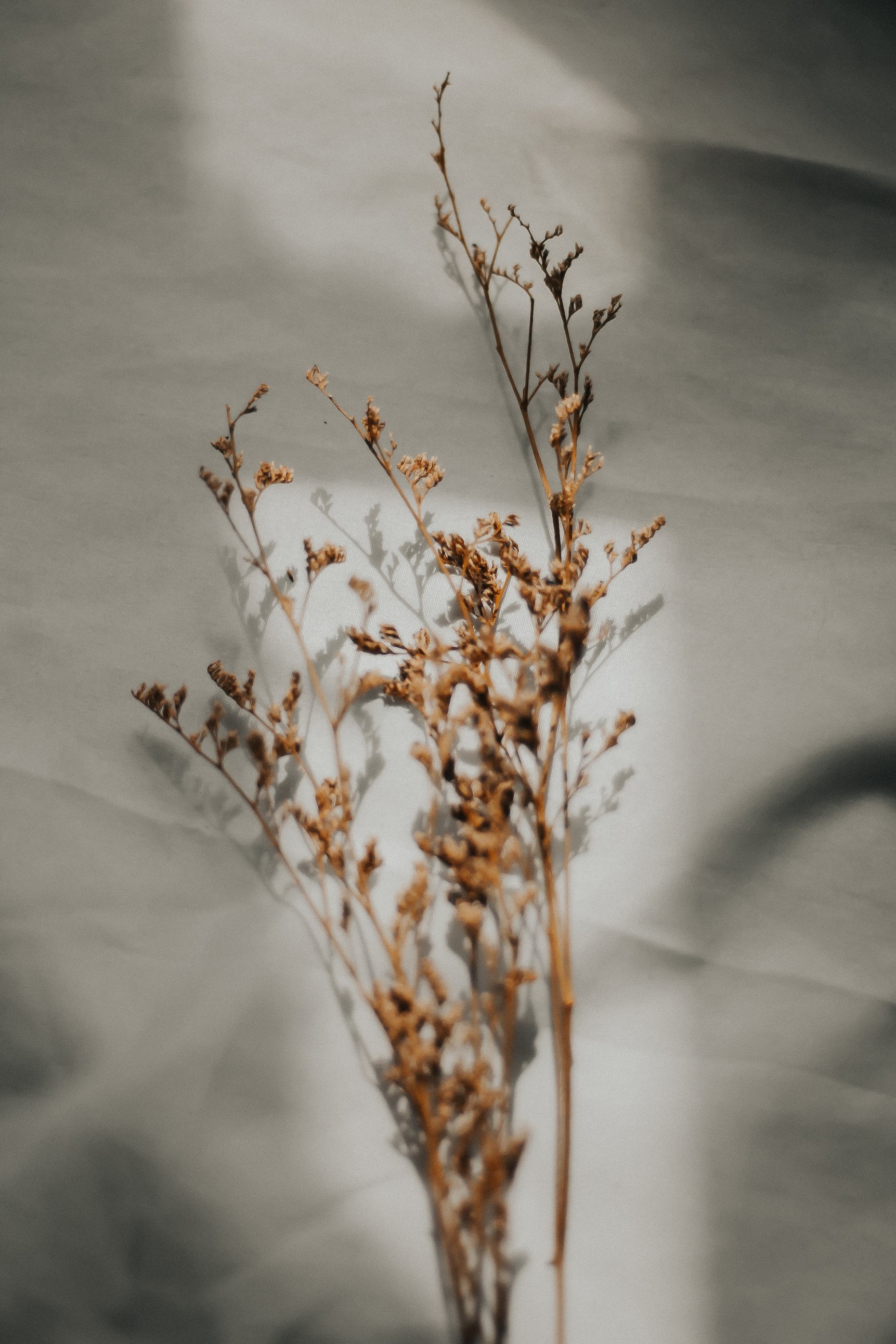 Dried Flower with Shadows